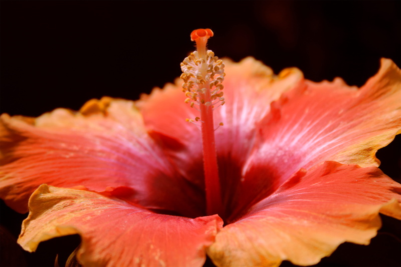 blossom, nature, orange, flowering plant, beauty in nature, vulnerability, andrena, wasp, no people, bird, flower, animal, hornet, stamen, bud, insect