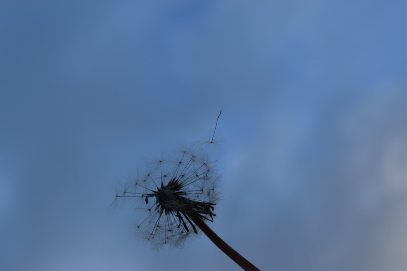flower, day, close-up, tranquility, thistle, dandelion seed, dandelion, 5K, copy space, fragility, sky, summer, kid, anther, outdoors, softness, geranium
