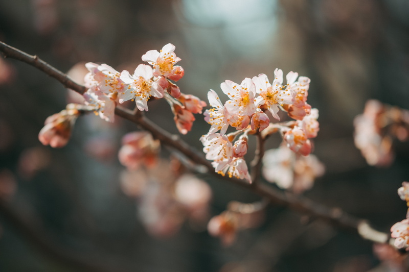 sprout, scoreboard, persimmon, outdoors, geranium, branch, fruit, beauty in nature, springtime, close-up, bud, aster, 5K, freshness, apricot, petal, selective focus