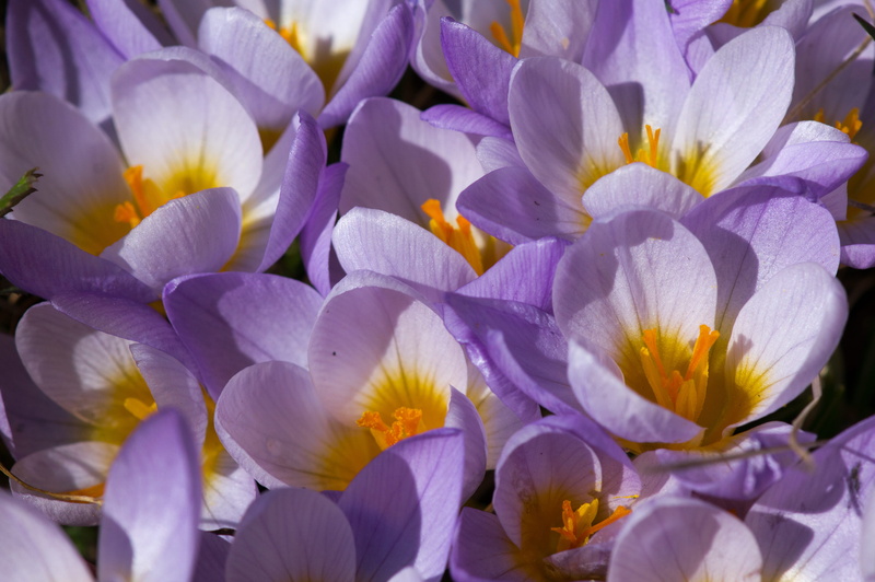 flower, food, no people, pollen, flowering plant, beauty in nature, petal, animal, iris, stew, anther, close-up, meal, flowers, flower head, andrena, purple