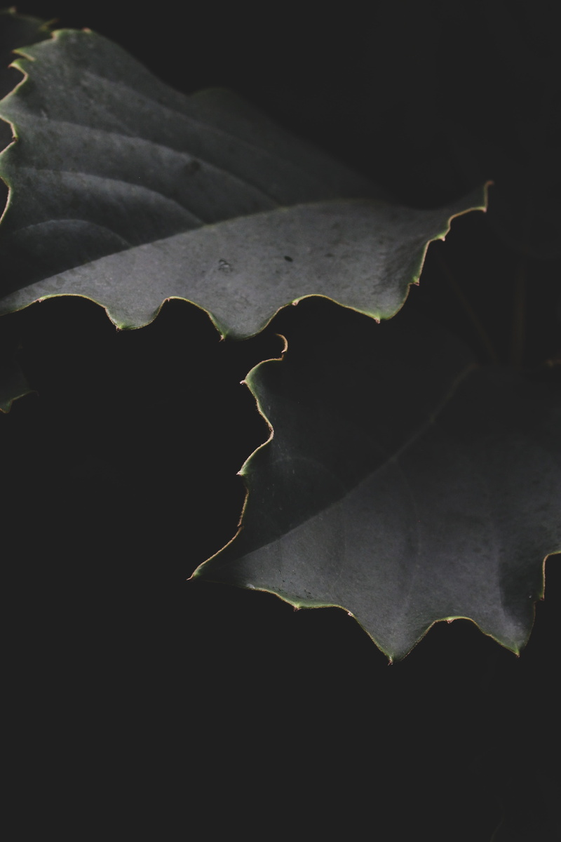 yellow, petal, leaves, gold, dry, vulnerability, high angle view, growth, tranquility, pond lily, 5K, lily, leaf, tobacco, maple, fragility, maple leaf