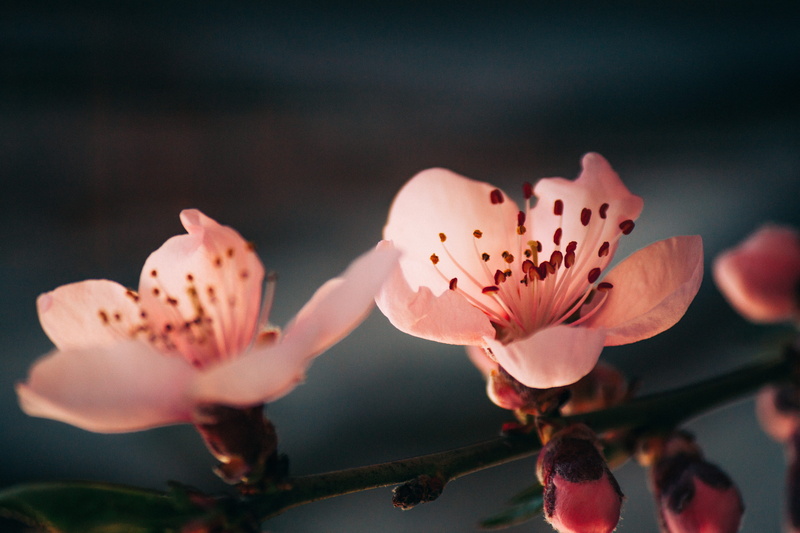 human, flowers, springtime, no people, cherry, pollen, plant, pink, beauty in nature, 4K, produce, person, blossom, cherry blossom, apricot, petal, food