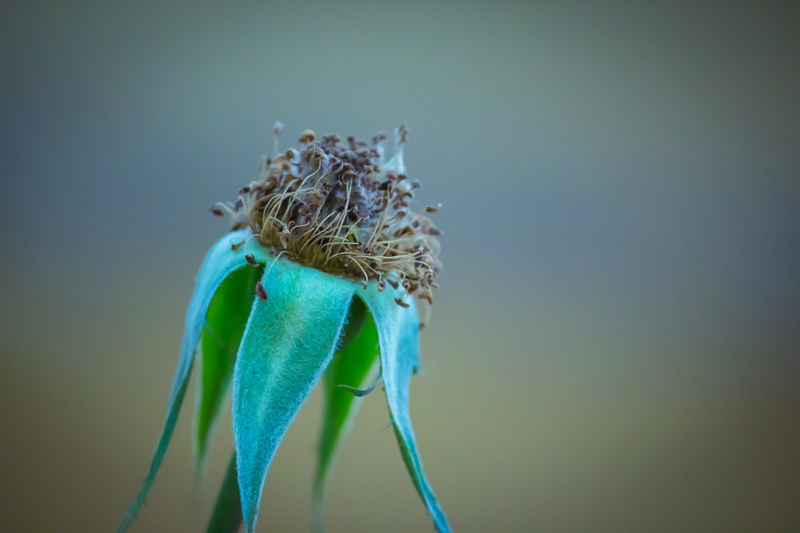 blue, bird, outdoors, pollen, iris, india, anther, insect, animal wildlife, sprout, one animal, marine, acanthaceae, focus on foreground, 5K, sea life