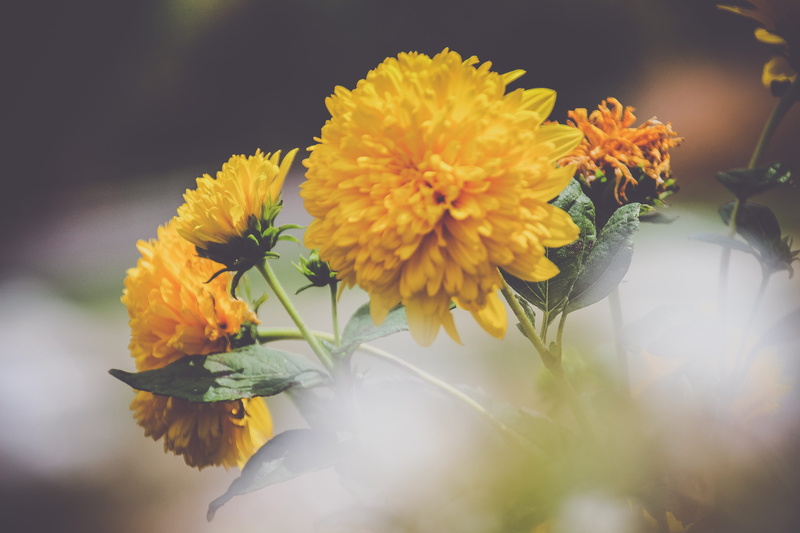 nature, daisies, vulnerability, hobart, dahlia, geranium, flower head, marigold, anther, pollen, inflorescence, flowering plant, flower arrangement, day