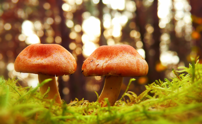 fly agaric mushroom, forest, plant, two, planter, blossom, brown, photo, land, no people, anther, fern, food, amanita, freshness, flower, focus, beauty in nature