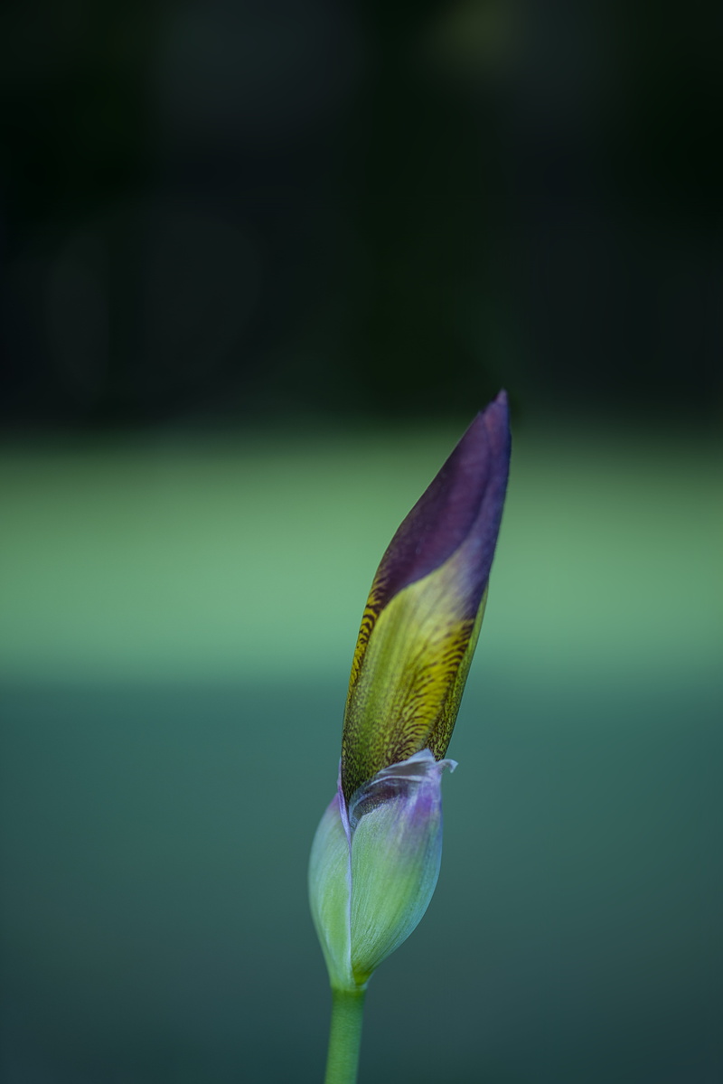 purple, bird, anther, inflorescence, green color, summer, focus on foreground, petal, sunlight, animal, vulnerability, sprout, growth, flower, no people