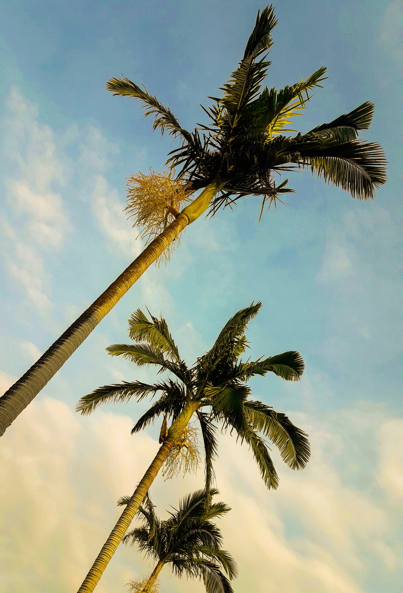scenics - nature, argentina, outdoors, palm tree, plant, beauty in nature, tropical tree, nature, tree, parana, 4K, tall - high, low angle view, tree trunk