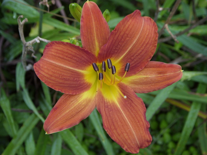 flowers, flower, inflorescence, beauty in nature, day, freshness, vulnerability, no people, colorful, spring, lily, 2K, outdoors, close-up, day lily, flowering plant