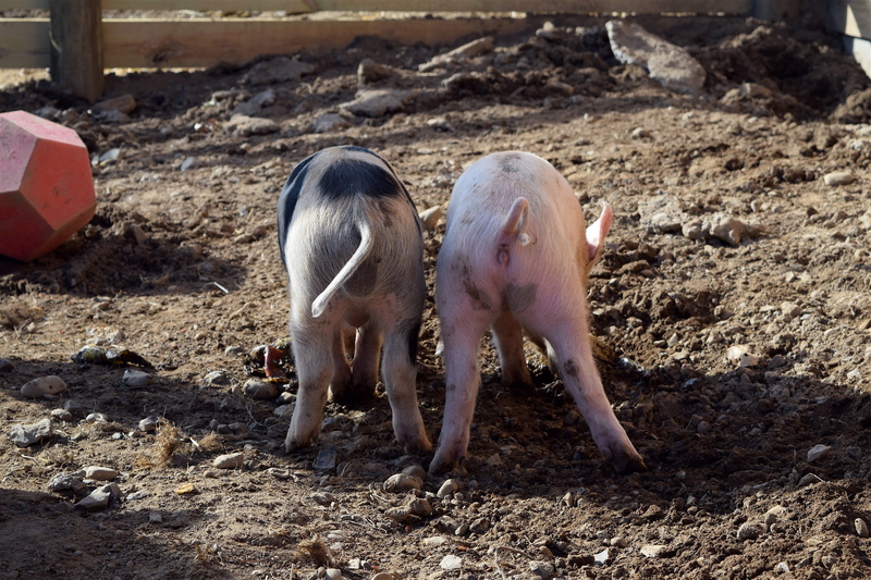 piglets, Farm, Pig, Piggies, day, animal, herbivorous, no people, outdoors, domestic animals, two animals, Butts, Humorous, livestock, animal family, pig butts