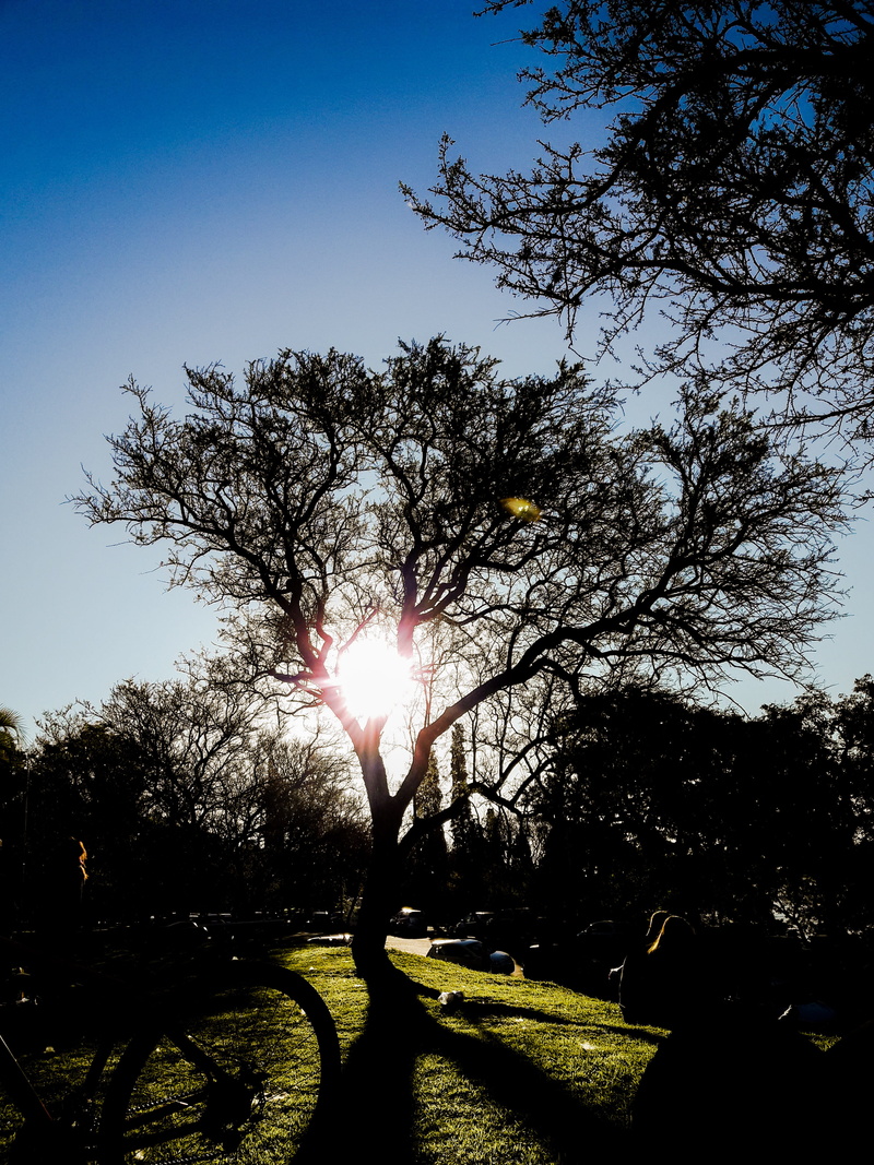 tranquil scene, sunbeam, scenics - nature, plant, branch, sun, streaming, day, brightly lit, growth, sunlight, outdoors, sunny, argentina, parana, beauty in nature