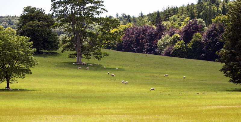 growth, tree, green Color, sky, domestic animals, day, south downs, nature, animals, mammal, beauty in nature, field, grazing sheep, english landscape