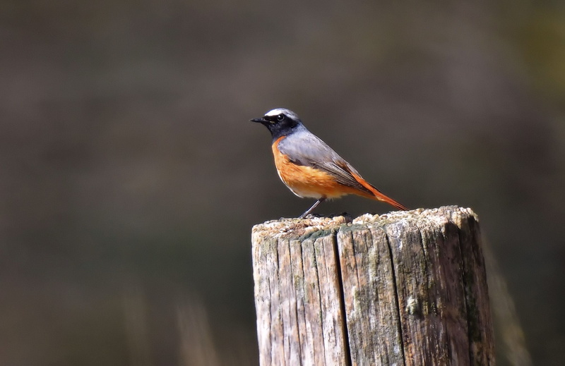 on top, black and orange, Sussex Wildlife Trust, wildlife, outdoors, Tamron, 1080P, brown, log, animal, Nature, branch, wood, lens, bird, top, Nikon D810