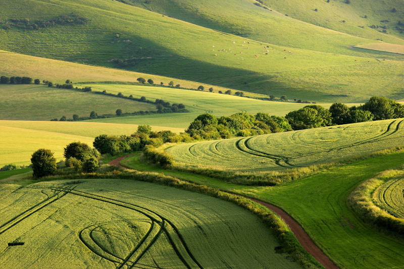 Sussex, the County of Sussex, 1080P, summer, South Downs National Park, England, field