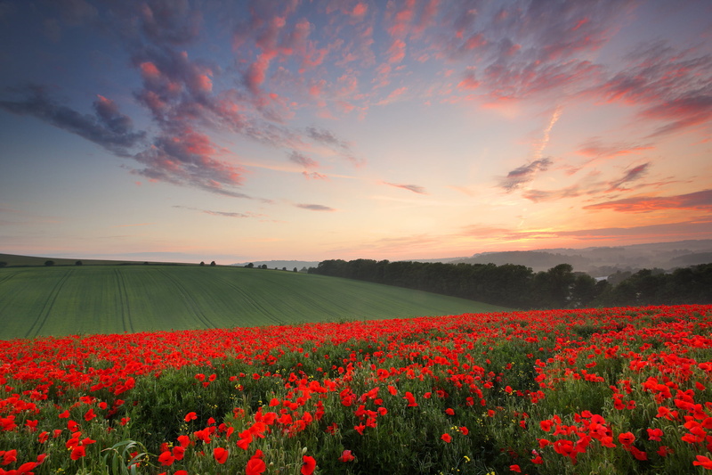 flowering plant, idyllic, plant, Maki, sky, tranquility, Sussex, June, 1080P, England, beauty in nature, landscape, nature, poppy, the evening, flower