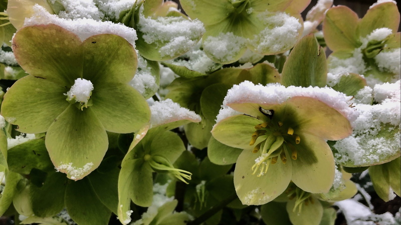 petal, outdoors, hellebore, flowers, west sussex, white color, no people, growth, united kingdom, fragility, beauty in nature, day, focus on foreground