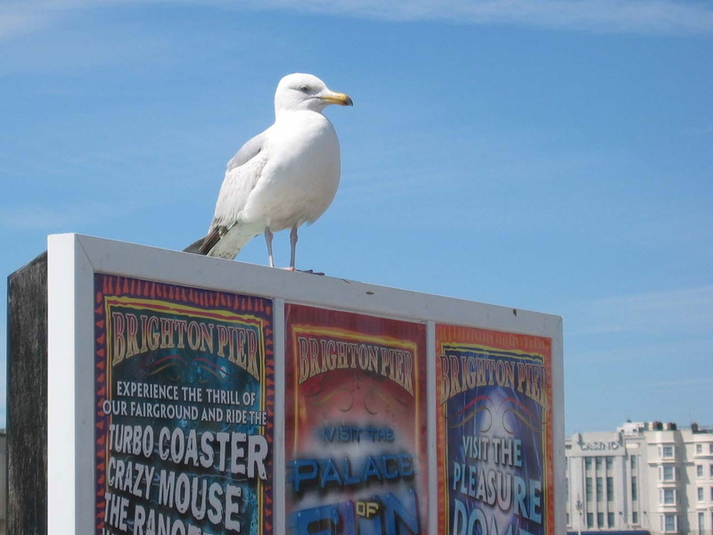 720P, animal wildlife, day, bird, sussex, building exterior, nature, pier, clear sky, architecture, seaside, seagull, vertebrate, sea bird, communication
