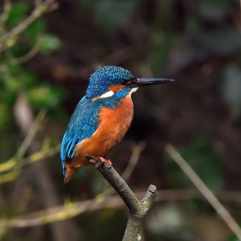 perching, multi Colored, 720P, Nikon D810, Kingfisher, animal, nature, orange, wildlife, twig, Sussex Wildlife Trust, brown, blue, bird Watching, bird