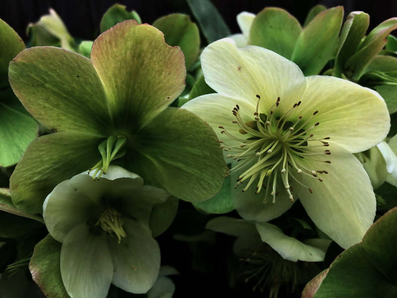 pollen, nature, leaf, outdoors, inflorescence, 4K, hellebores, flower head, petal, united kingdom, close-up, flowering plant, freshness, christmas rose