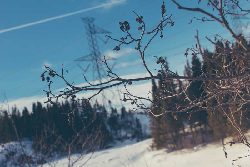 sunny, outdoors, tree, winter, frozen, branch, scenics - nature, land, trees, nature, forest, 5K, outdoor, plant, focus on foreground, no people, quebec