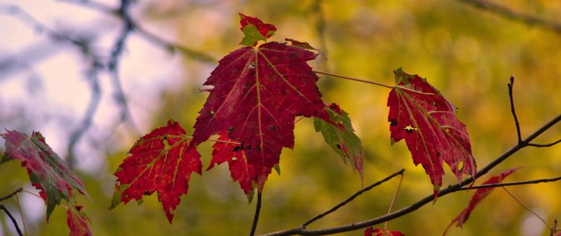selective focus, beauty in nature, focus on foreground, nature, stoneham-et-tewkesbury, leaf vein, day, change, outdoors, maple leaf, jacques-cartier national park