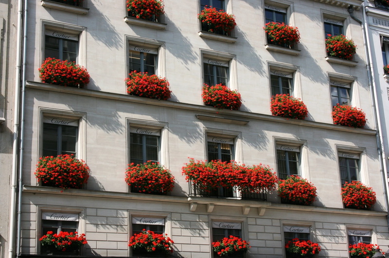 built structure, balcony, nature, flowering plant, window box, full frame, red, houseplant, city, outdoors, building exterior, in a row, day, apartment
