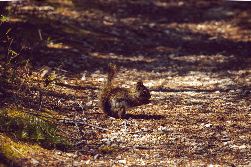 squirrel, stoneham-et-tewkesbury, jacques-cartier national park, vertebrate, animal, looking away, no people, animal themes, animals in the wild, mammal