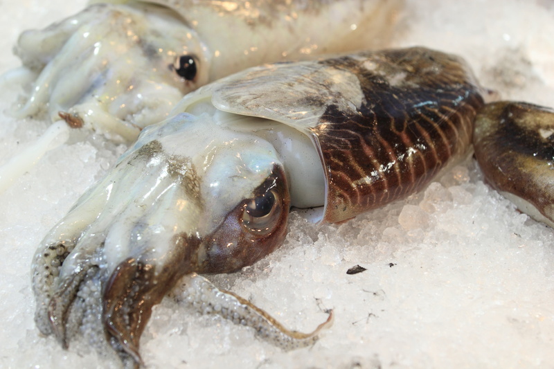 cold temperature, italy, 5K, cuttlefish, no people, fishing industry, wellbeing, market, raw food, fish market, squid, animal, ice, sale, food, freshness