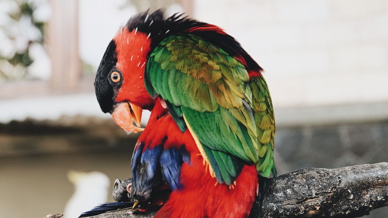 macaw, no people, kakaktua, animal, feather, indonesia, red, cockatoo, pet, day, multi colored, close-up, fujifilm, focus on foreground, one animal, animals in the wild