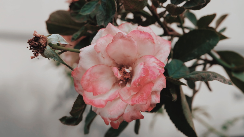 flora, selective focus, flowering plant, 4K, vulnerability, day, close-up, freshness, springtime, x-a2, pink, focus on foreground, pollen, beauty, pink color