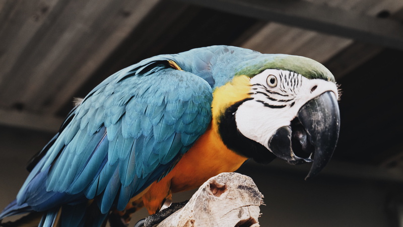 bird, close-up, animal body part, vertebrate, animal head, x-a2, blue, feather, animal wildlife, day, gold and blue macaw, parrot, animal, beak, beauty in nature