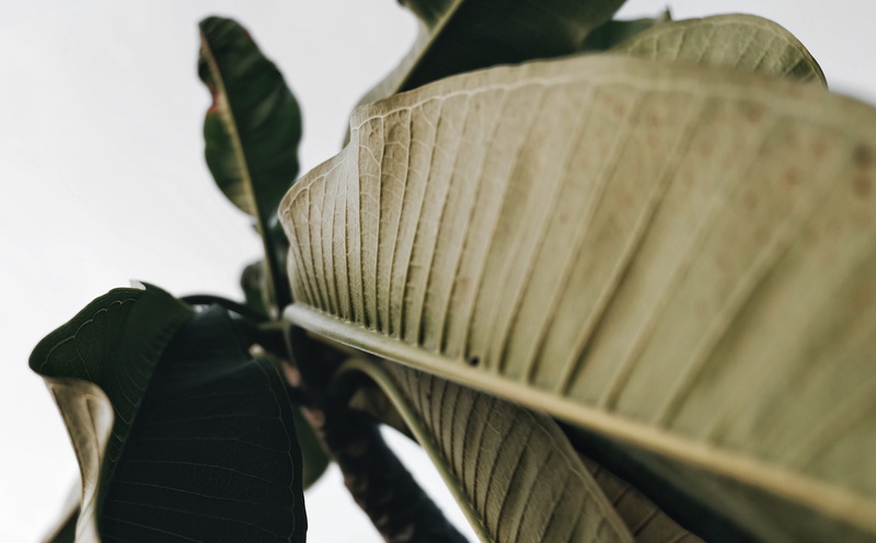 plant, fujifilm, plant part, x-a2, still life, leaf, sky, no people, vsco, white background, environment, food, indoors, food and drink, nature, close-up