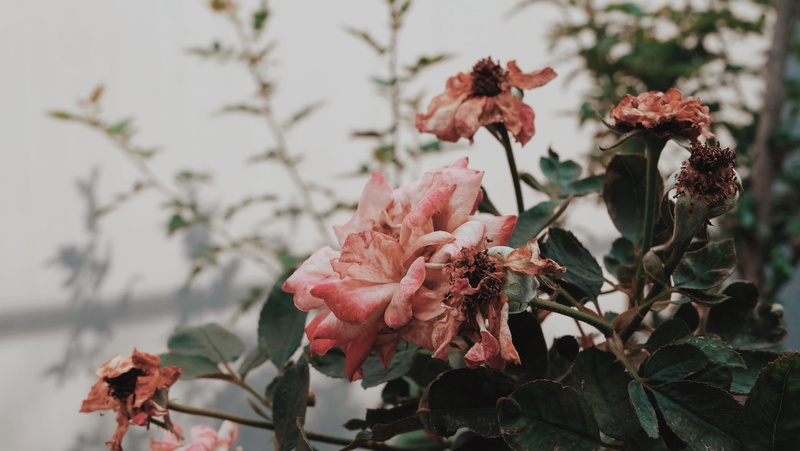 beauty in nature, flora, flowering plant, cherry blossom, outdoors, growth, flower, leaves, 4K, green, fragility, no people, pink color, flower head, plant