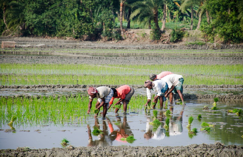 farm, farming, people, photographs, animal, mud, working, photography, work, street, agriculture, plant, farm worker, water, mammal, growth, farmer, lifestyle
