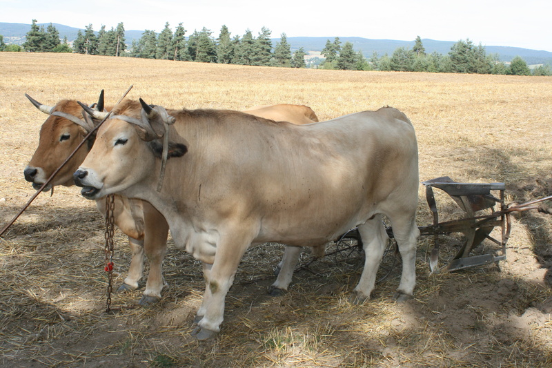 vertebrate, standing, field, cattle, plant, labour, nature, no people, mammal, tree, pets, domestic animals, 4K, furrow, land, herbivorous, two animals