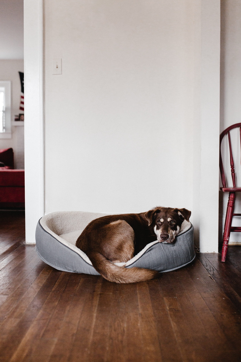 house, cute, domestic Life, living Room, one animal, comfortable, pets, domestic, mammal, no people, vertebrate, domestic Animals, wood, home Interior