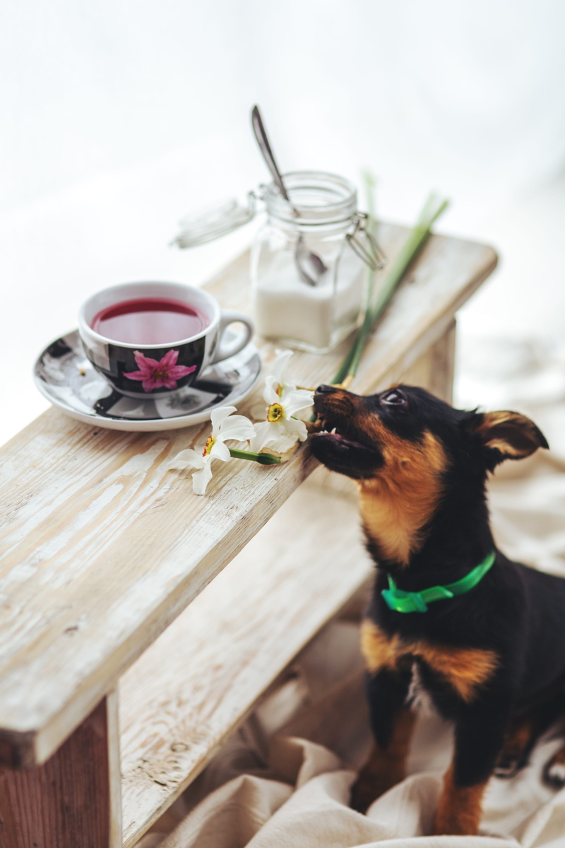 indoors, domestic animals, pets, puppy, animal, domestic, focus on foreground, cup, relaxation, mammal, drink, canine, dog, small, tea, food, bites, one animal
