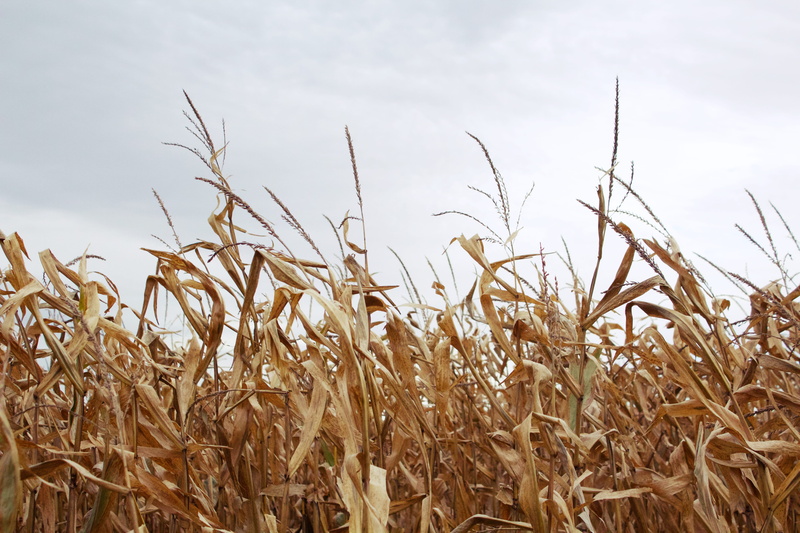 no people, rural scene, environment, cereal plant, wheat, rural, vegetable, beauty in nature, day, growth, north iowa area community college, mason city