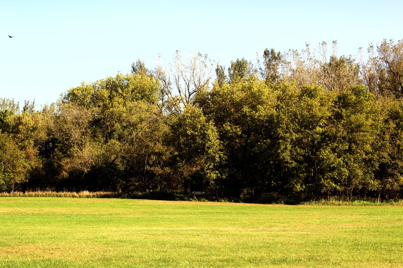 plant, no people, sunlight, sky, united states, field, growth, tranquility, tree, scenics - nature, 5K, land, environment, clear sky, grass, mason city