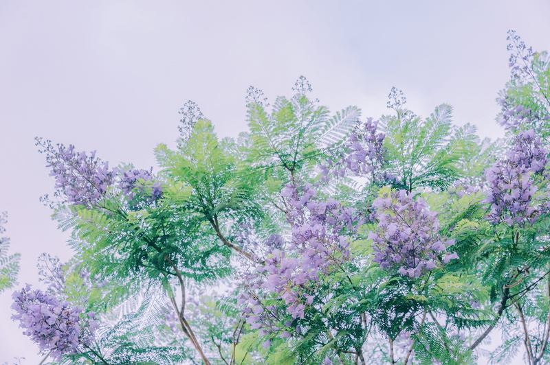 freshness, outdoors, beauty in nature, myrtle, beautiful, flowering plant, branches, plant, nature, trees, coniferous tree, blossom, sky, petals, tree
