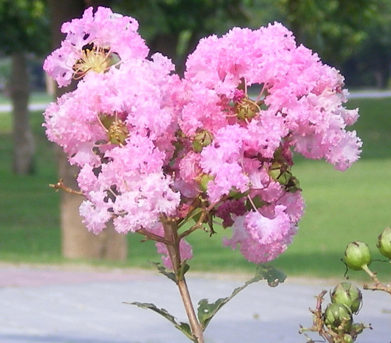 3d and abstract, pink, mytle, flowers, crepe, 1080P, crepe mytle, nature