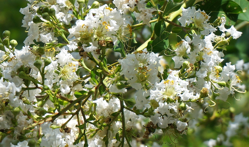 outdoors, white color, nature, pollen, no people, shrub, summer, flower head, flora, bloom, crepe myrtle, 2K, beauty in nature, flowering plant, springtime