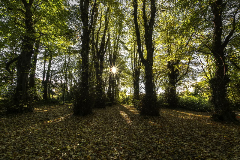 rays, the sun, Northern Ireland, autumn, 1080P, County Londonderry, beech forest