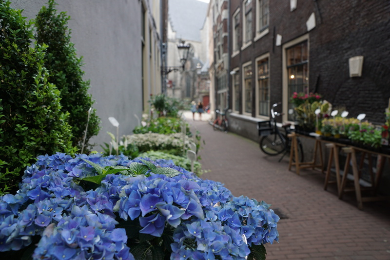 nature, hyazinten, freshness, focus on foreground, tourism, red, home, blue, no people, hike, bunch of flowers, flowering plant, 5K, road, bike, built structure