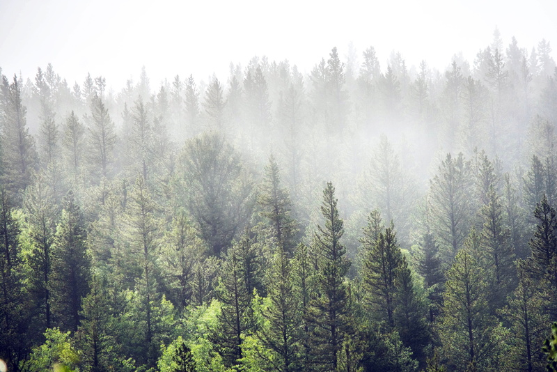 forest, day, tree, steamboat, fort collins, pine tree, united states, scenics - nature, land, clouds, outdoors, plant, coniferous tree, explore, no people