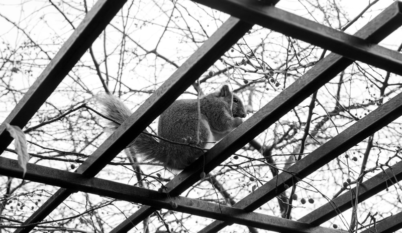 architecture, one animal, animal themes, outdoors, no people, tree, mammal, roof beam, animal, branch, plant, animals in the wild, colorado, day, nature