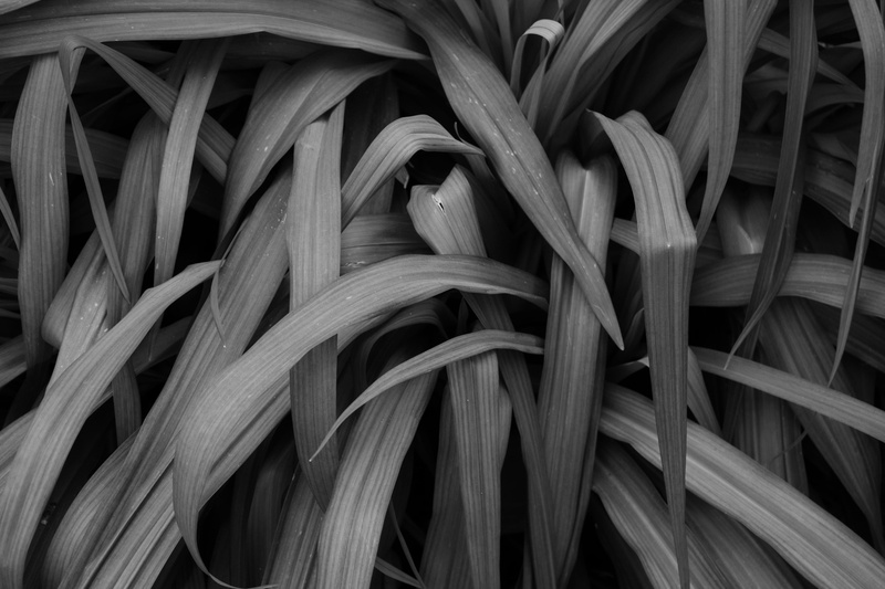 leaves, backgrounds, no people, close-up, textured, greenery, leaf, high angle view, full frame, plant part, indoors, brown, beauty in nature, large group of objects