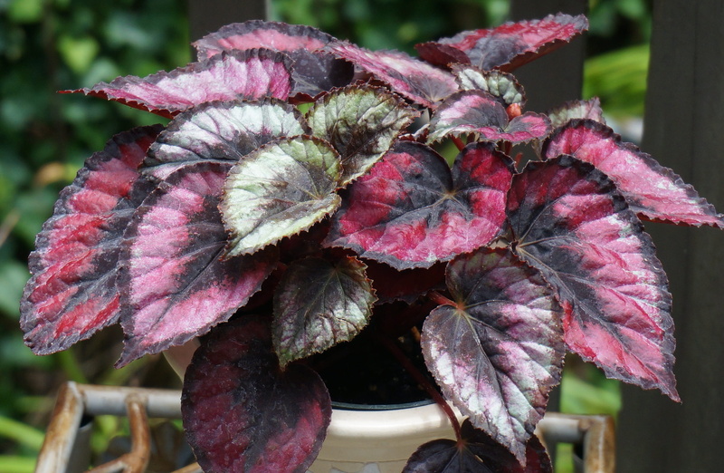 wilted plant, kiss, Rex, colorful, close-up, nature, day, sunlight, Begonia, flower, vulnerability, decorative, red, purple, Red Kiss, leaves, no people