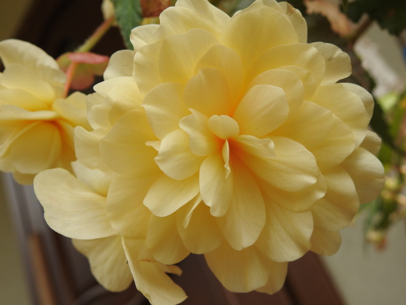 decorative, garden, flower, flowers, no people, begonias, close-up, beautiful, daffodil, white color, flowering plant, inflorescence, petal, outdoors, fragility