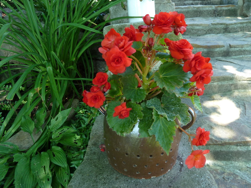 2K, close-up, flower arrangement, plant part, flower head, beauty in nature, green color, fragility, potted plant, outdoors, Potted, flower pot, day, growth
