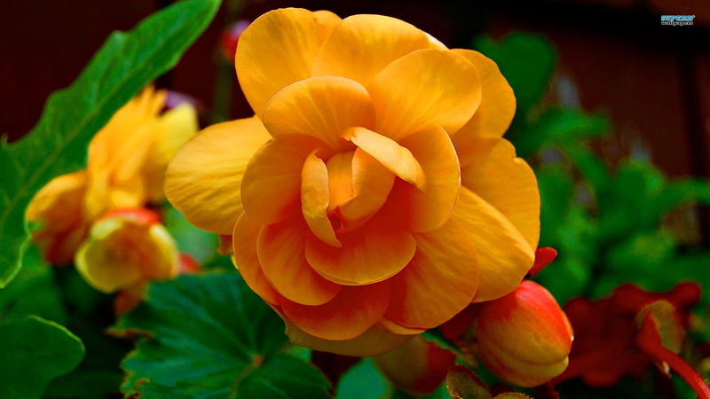 orange, begonias, beautiful, nature and landscapes, begonia, 1080P, flowers